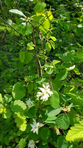 Amelanchier alnifolia (serviceberry) (alternate view 3)