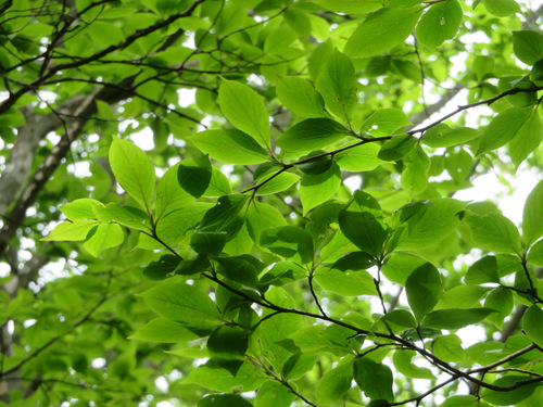 Stewartia pseudocamellia (Japanese stewartia) (alternate view 3)