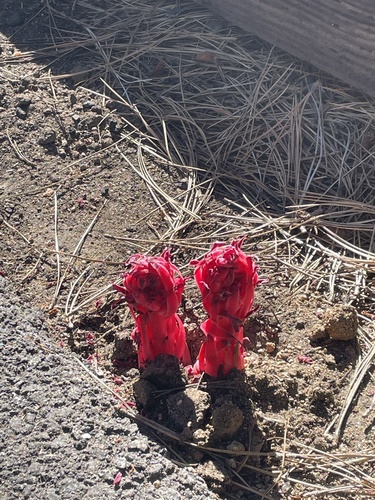 Sarcodes sanguinea (Snowplant) (alternate view 2)