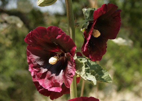 Alcea rosea (common hollyhock) (alternate view 5)