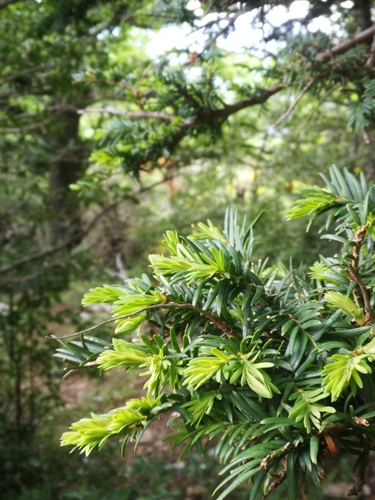 Taxus baccata (English yew) (alternate view 5)