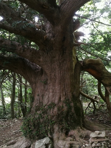 Taxus baccata (English yew) (alternate view 6)