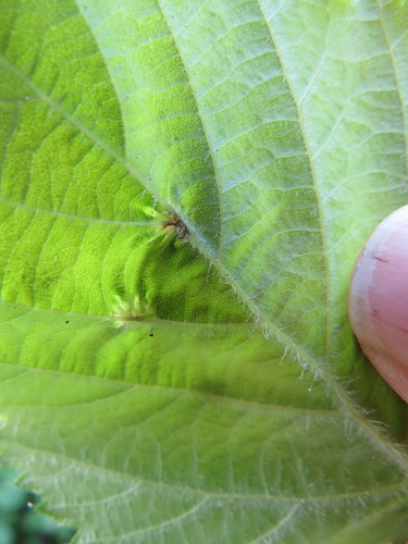 Corylus cornuta (hazel)