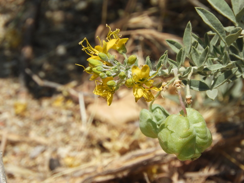 Cleomella arborea (Bladderpod) (alternate view 2)