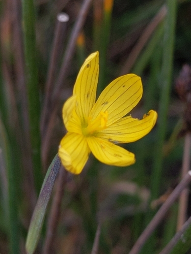 Sisyrinchium californicum (Golden Blue-eyed Grass) (alternate view 4)