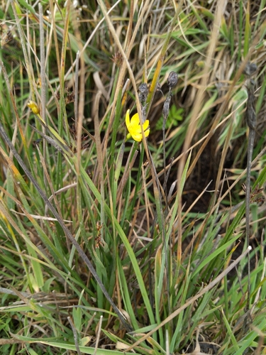 Sisyrinchium californicum (Golden Blue-eyed Grass) (alternate view 5)