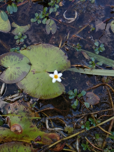 Nymphoides indica (Water Snowflake) (alternate view 7)