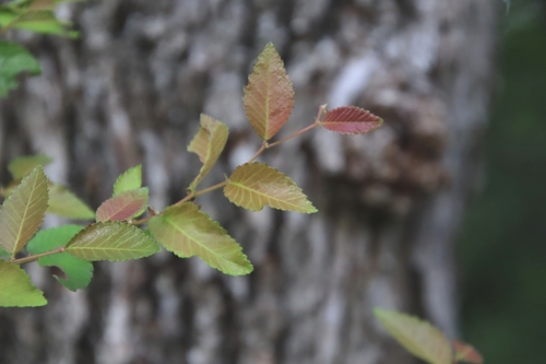 Ulmus crassifolia (Cedar Elm)