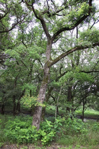 Ulmus crassifolia (Cedar Elm)