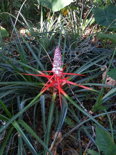 Bromelia (alternate view 5)