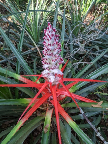 Bromelia (alternate view 6)