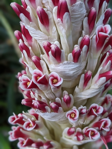 Bromelia (alternate view 7)
