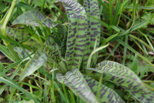 Dactylorhiza fuchsii (Common Spotted Orchid)