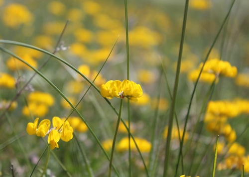 Hippocrepis comosa (horseshoe vetch)