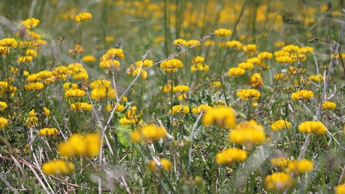 Hippocrepis comosa (horseshoe vetch)