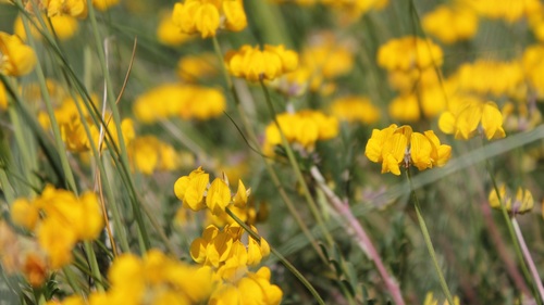 Hippocrepis comosa (horseshoe vetch)