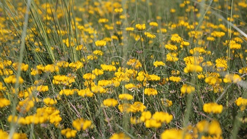 Hippocrepis comosa (horseshoe vetch)