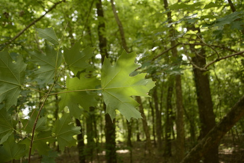 Acer floridanum (southern sugar maple) (alternate view 4)