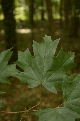 Acer floridanum (southern sugar maple) (alternate view 5)