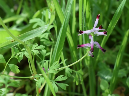 Fumaria muralis (common ramping-fumitory)