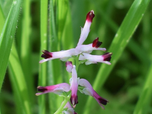Fumaria muralis (common ramping-fumitory)
