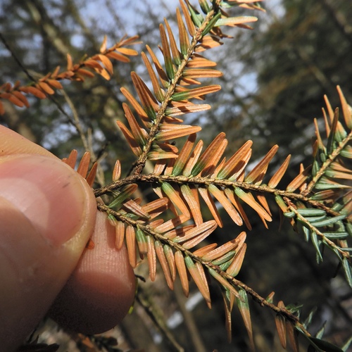 Tsuga canadensis (eastern hemlock) (alternate view 5)