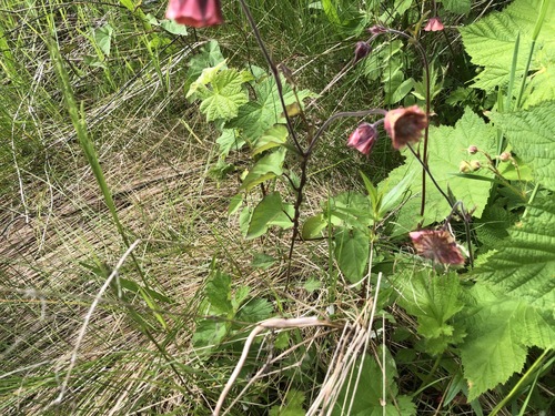 Geum rivale (Water Avens)