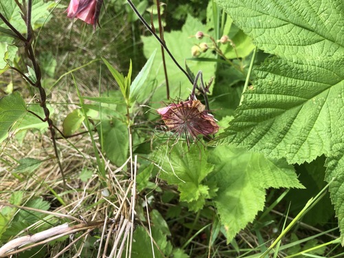Geum rivale (Water Avens)