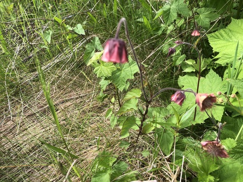Geum rivale (Water Avens)