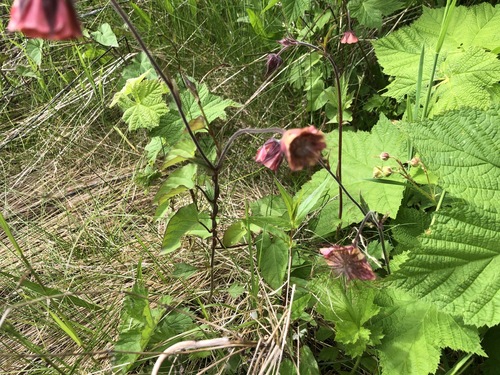 Geum rivale (Water Avens)