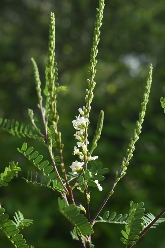 Eysenhardtia texana (Texas Kidneywood) (alternate view 2)