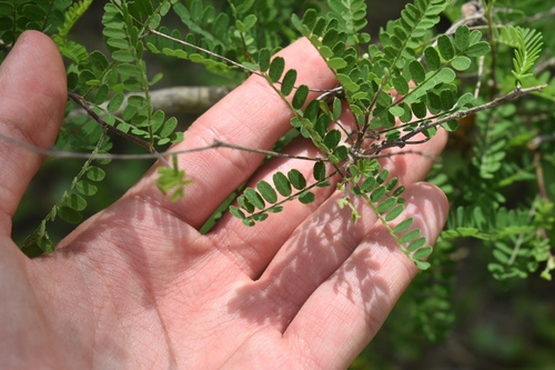 Eysenhardtia texana (Texas Kidneywood) (alternate view 3)