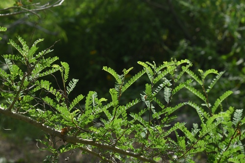 Eysenhardtia texana (Texas Kidneywood) (alternate view 4)