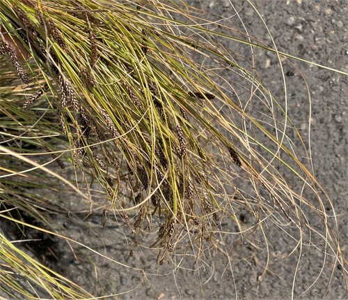 Carex buchananii (Leatherleaf Sedge)