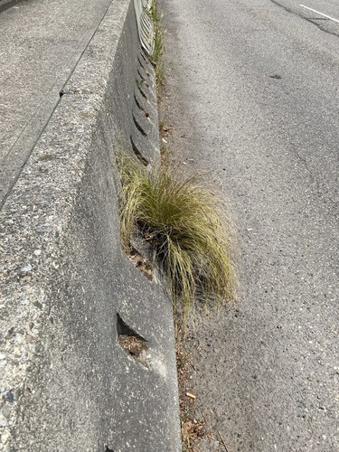 Carex buchananii (Leatherleaf Sedge) (alternate view 2)