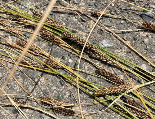 Carex buchananii (Leatherleaf Sedge) (alternate view 3)