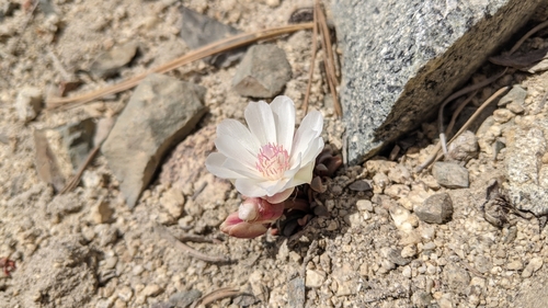 Lewisia rediviva (Bitterroot)