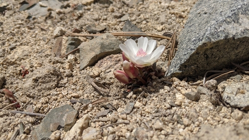 Lewisia rediviva (Bitterroot) (alternate view 2)