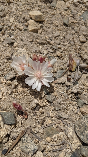 Lewisia rediviva (Bitterroot) (alternate view 3)