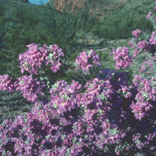 Leucophyllum (silverleaves) (alternate view 5)