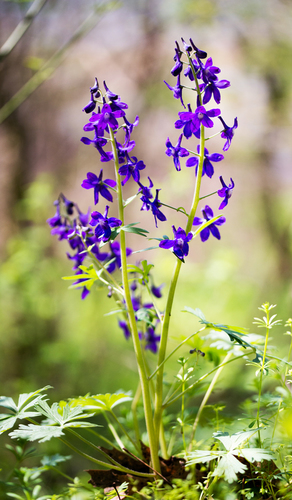 Delphinium tricorne (dwarf larkspur) (alternate view 4)