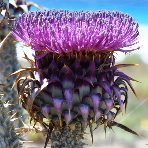 Onopordum (cotton thistles) (alternate view 8)