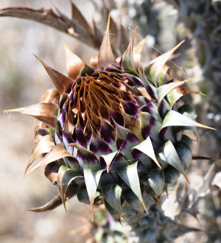 Onopordum (cotton thistles) (alternate view 9)