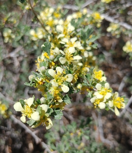 Purshia tridentata (Antelope Bitterbrush) (alternate view 4)