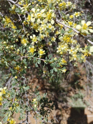 Purshia tridentata (Antelope Bitterbrush) (alternate view 5)