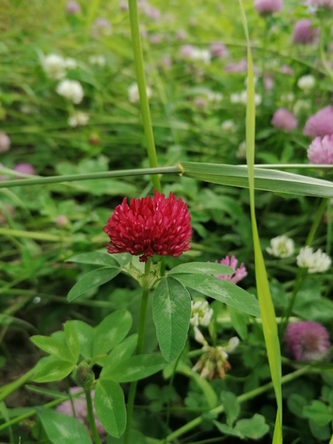 Trifolium pratense (red clover) (alternate view 5)