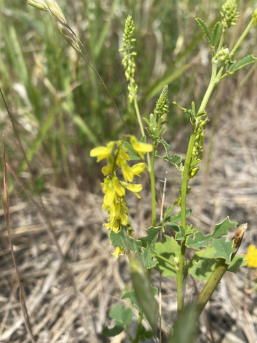 Melilotus officinalis (Yellow Sweetclover)