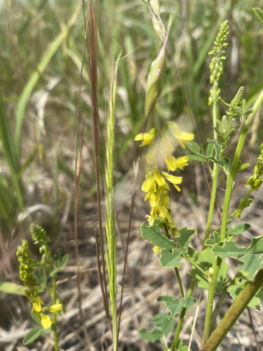 Melilotus officinalis (Yellow Sweetclover)