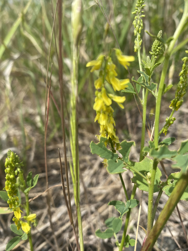 Melilotus officinalis (Yellow Sweetclover)