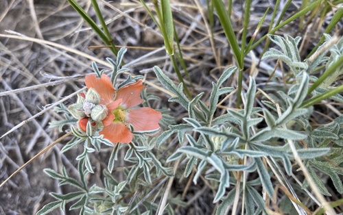 Sphaeralcea coccinea (Scarlet Globemallow) (alternate view 2)